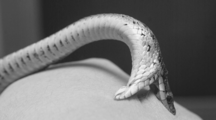 सर्पको टोकाइबाट जोगिन के गर्ने, सर्पले टोकिहाले के गर्ने?