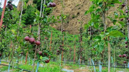 स्याउ टिप्न मुस्ताङमा बनाइयो समय तालिका
