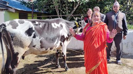 दलितको दुध किन्ने डेरी नै बन्द !