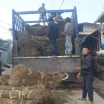 चिराइतो बिक्री नहुँदा किसान चिन्तित