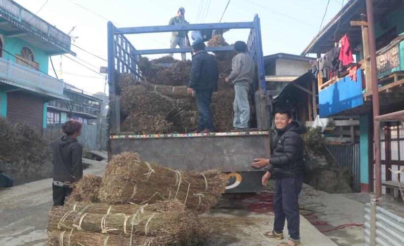 चिराइतो बिक्री नहुँदा किसान चिन्तित