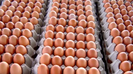 अण्डाको लागत मूल्य बढेर पुग्यो १९.१२ रुपैयाँ